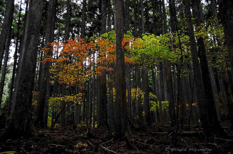 川苔山
