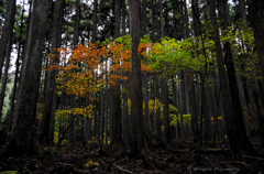 川苔山