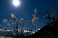 Dancing Grass with the sun