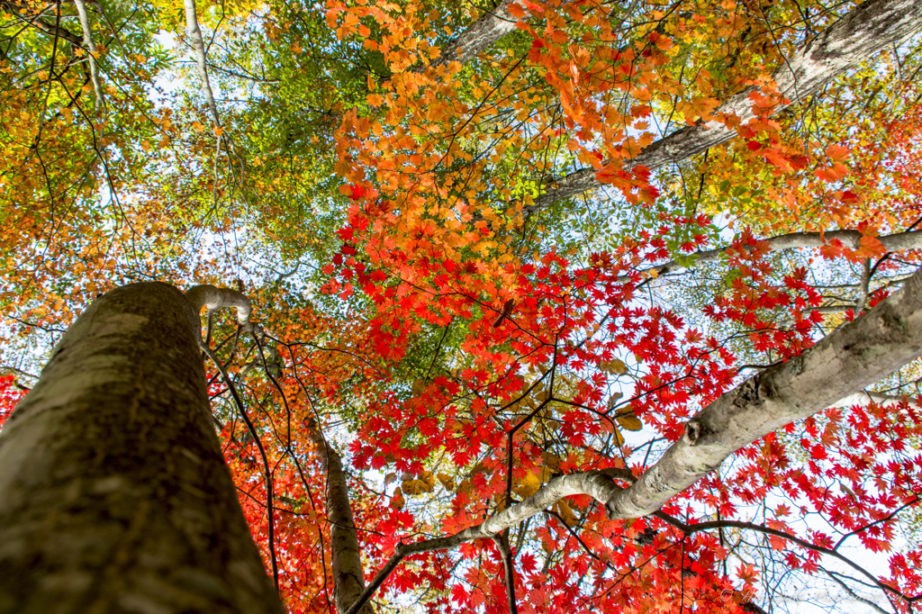 紅葉　自然の色