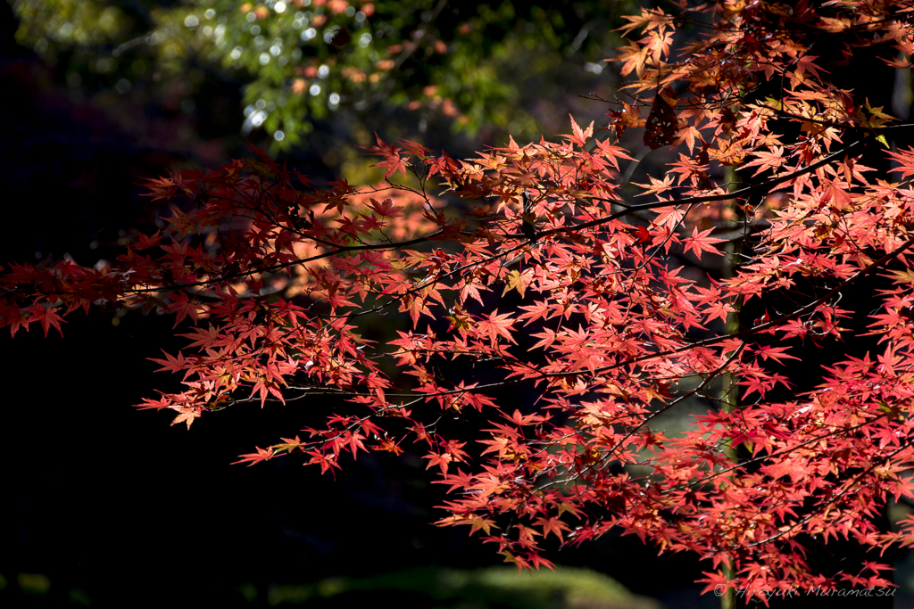 地元の紅葉