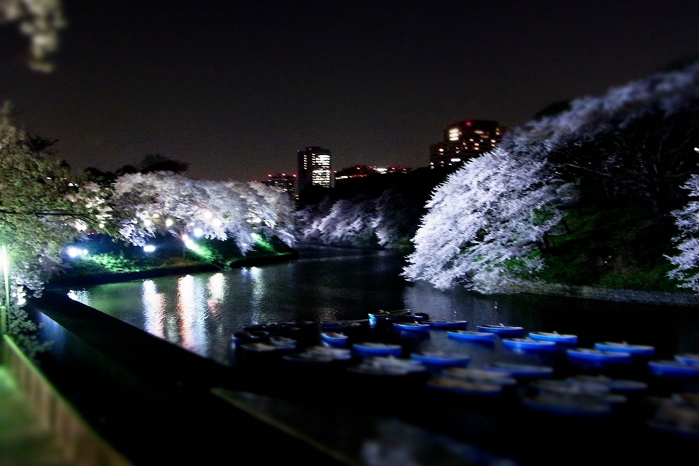 桜　千鳥ヶ淵