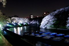桜　千鳥ヶ淵