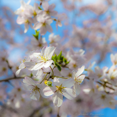 六義園の桜