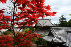 紅春