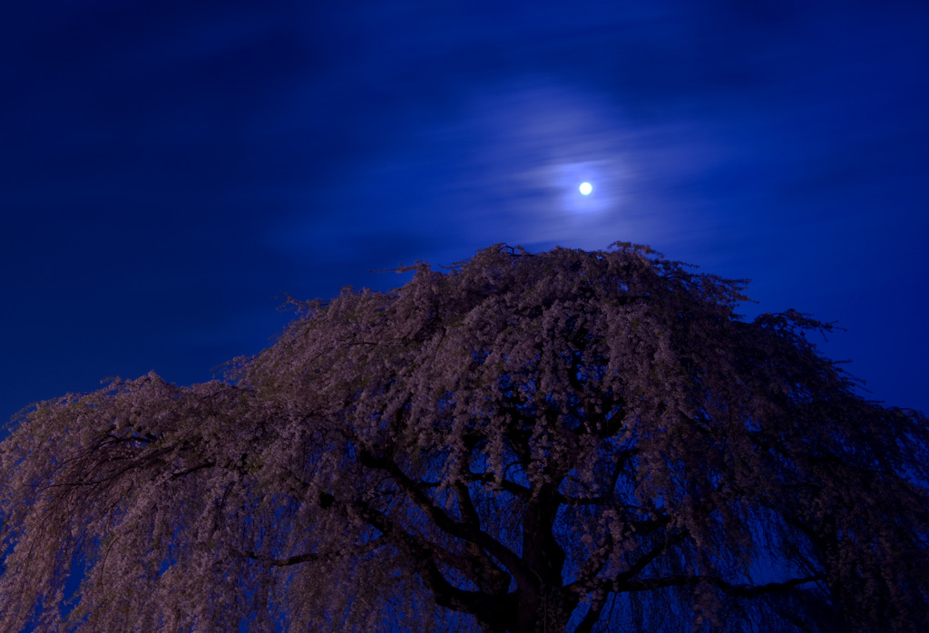 月夜桜