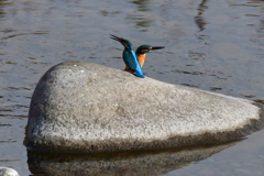 こっちを向いてくれ～