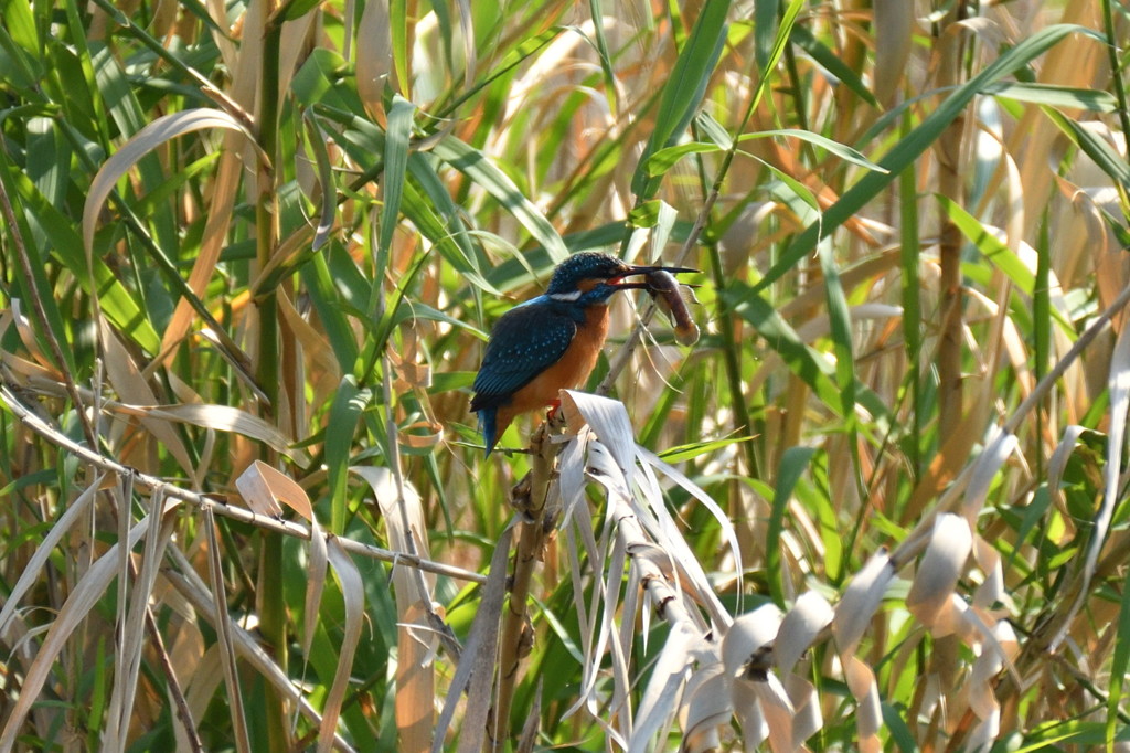 DSC_10580