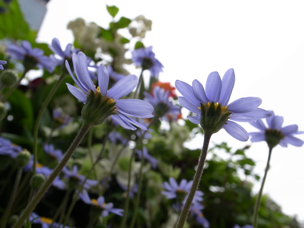 パークスでお花を撮影②