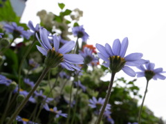 パークスでお花を撮影②