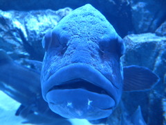 魚！
