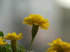 黄色い花