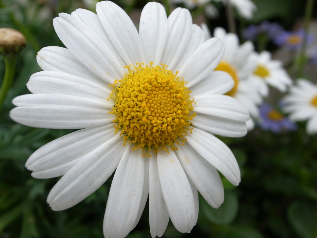 パークスでお花を撮影③