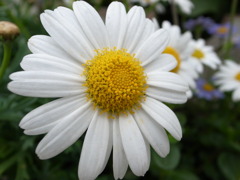 パークスでお花を撮影③