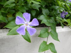パークスでお花を撮影