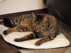 眠い⑤