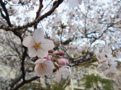 もう春ですか？？？