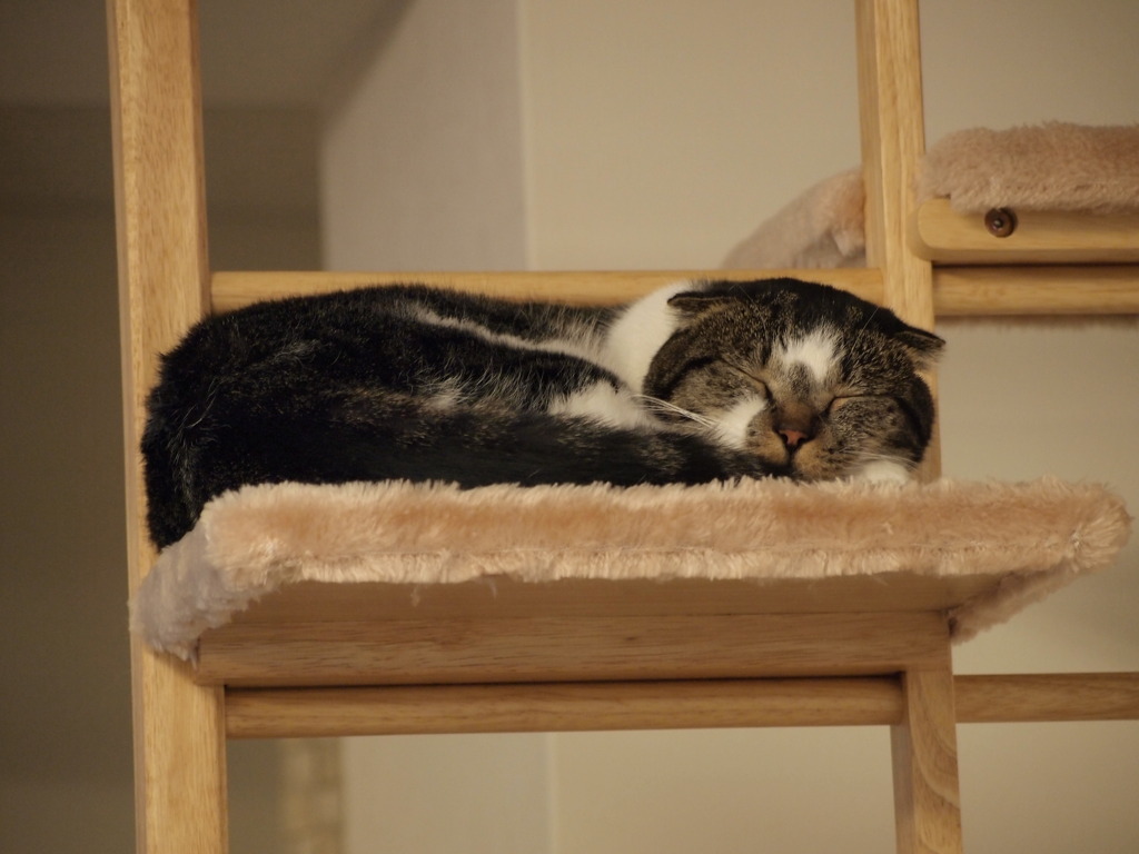 眠い①