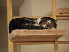 眠い①
