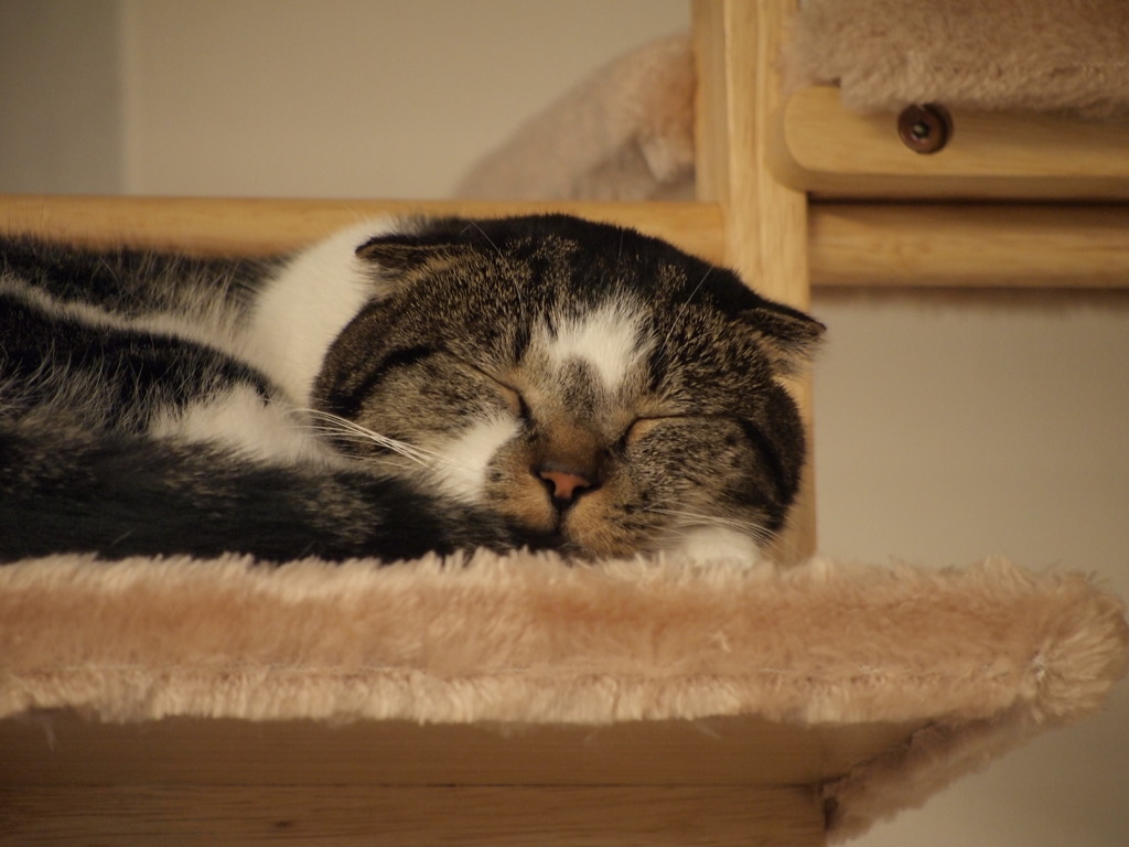眠い②