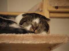 眠い②
