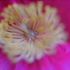 椿の蜜