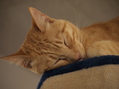 眠い④