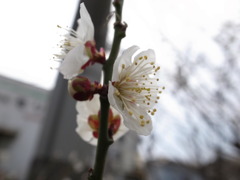 梅！