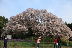 吉高の大桜＃６