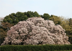 吉高の大桜＃８