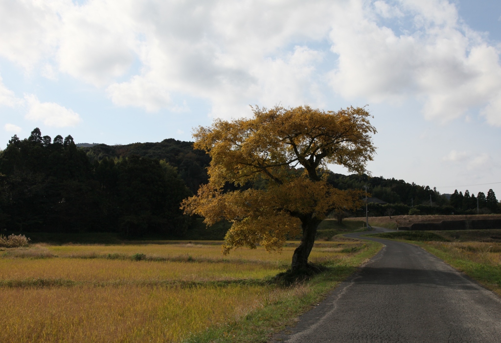 Yellow World