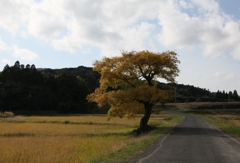 Yellow World