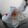 早咲きの梅Ⅰ