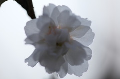 冬桜