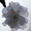 冬桜