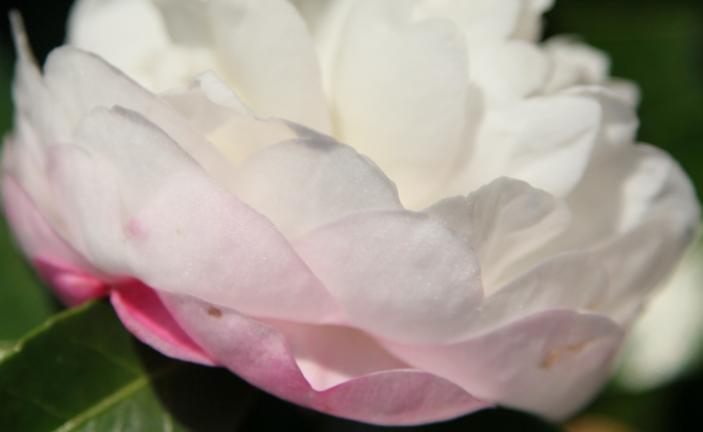 花弁