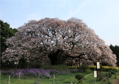 吉高の大桜＃５