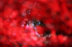 Christmas Imaging