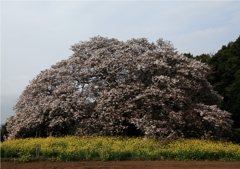 吉高の大桜＃７