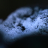 庭の雪