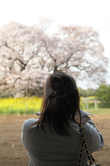 吉高の大桜＃２　大桜に魅せられて