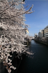 目黒川沿い