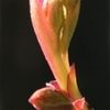 芽生え