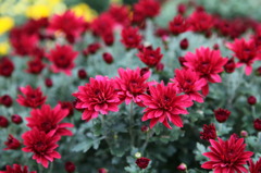 菊の花