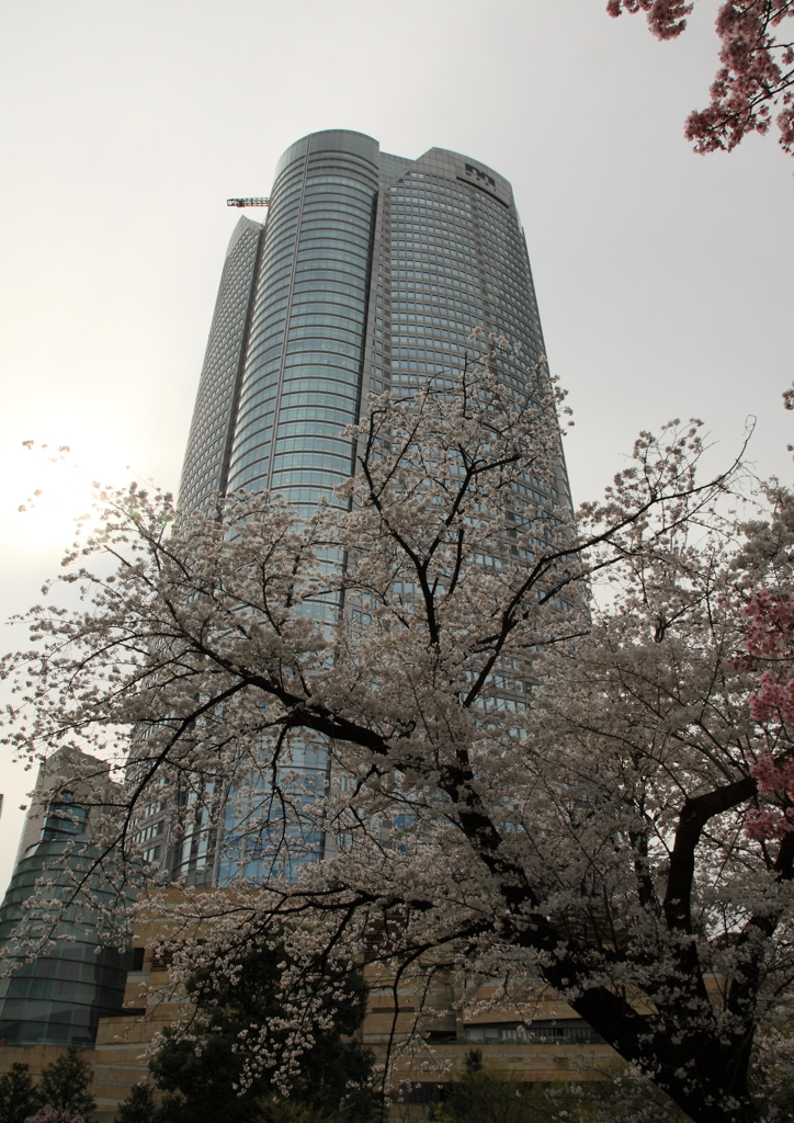 東京の春＃６六本木ﾋﾙｽﾞ
