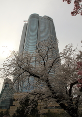 東京の春＃６六本木ﾋﾙｽﾞ