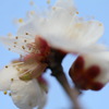 早咲きの梅Ⅱ
