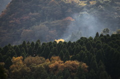 黄金色に燃えて