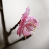 雨上がり６