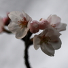 開花 in chiba